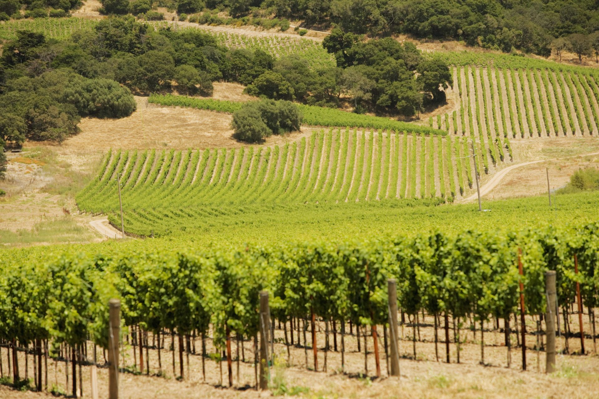 Taste South Africa and live a dreamlike experience